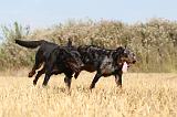 BEAUCERON 203